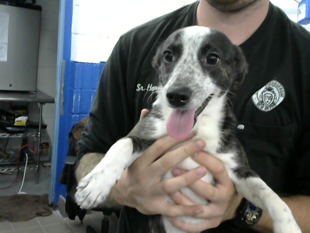 Photo of Spot, adoptable Welsh Corgi - Pembroke in Albuquerque, New Mexico