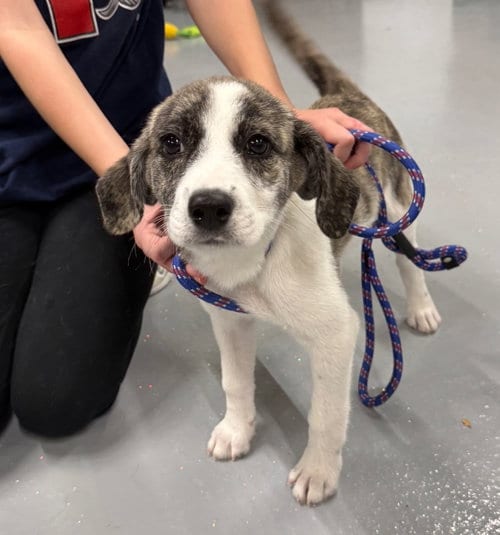 Photo of Trixie, adoptable Mountain Cur in Gilberts, Illinois