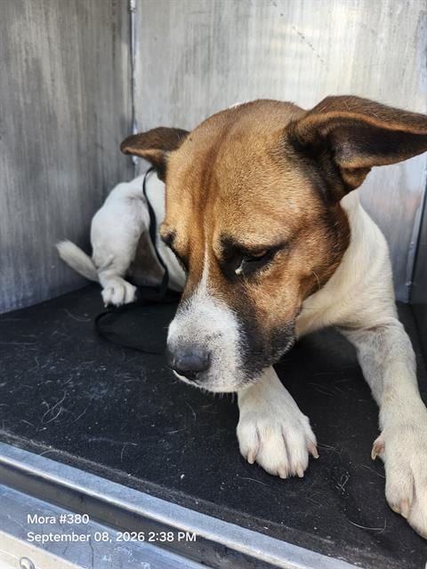 Photo of A825175, adoptable American Staffordshire Terrier in San Antonio, Texas