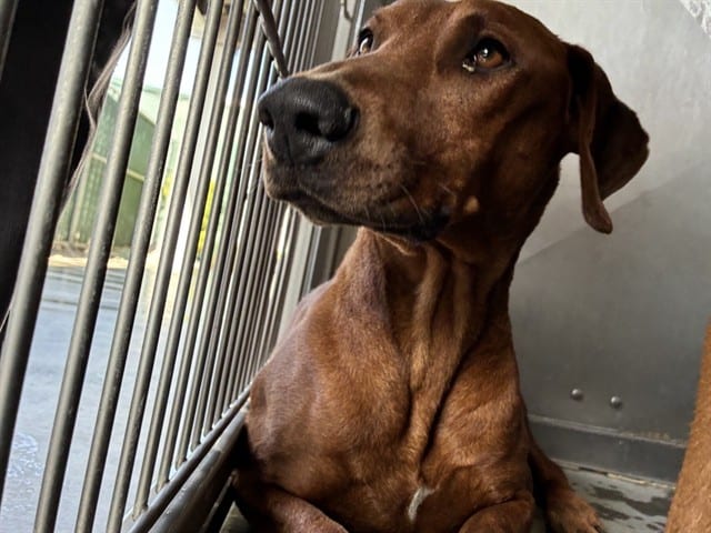 Photo of Senior Rhodesian Ridgeback, adoptable Rhodesian Ridgeback in Devore, California