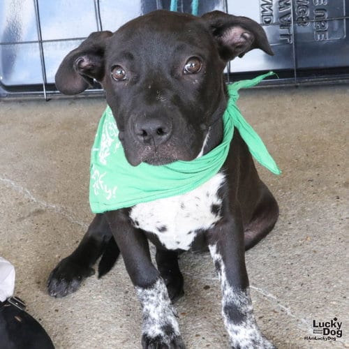 Photo of Tina Sue, adoptable Labrador Retriever in Washington, District of Columbia