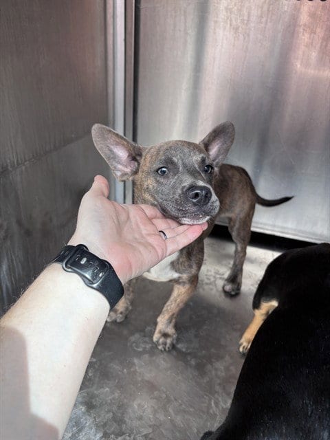 Photo of A480969, adoptable Dachshund in Oklahoma City, Oklahoma