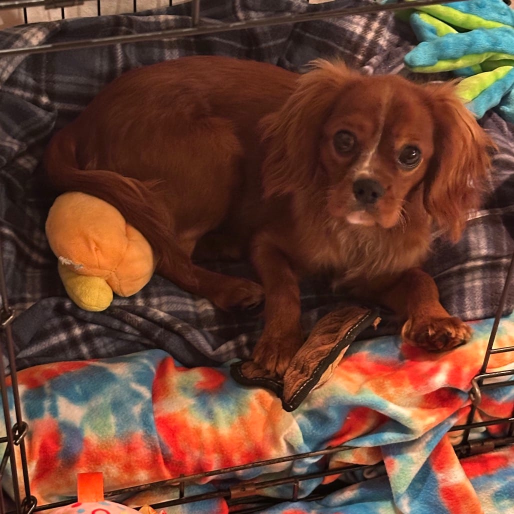 Photo of Mocha, adoptable Spaniel, Cavalier King Charles in Decatur, Illinois