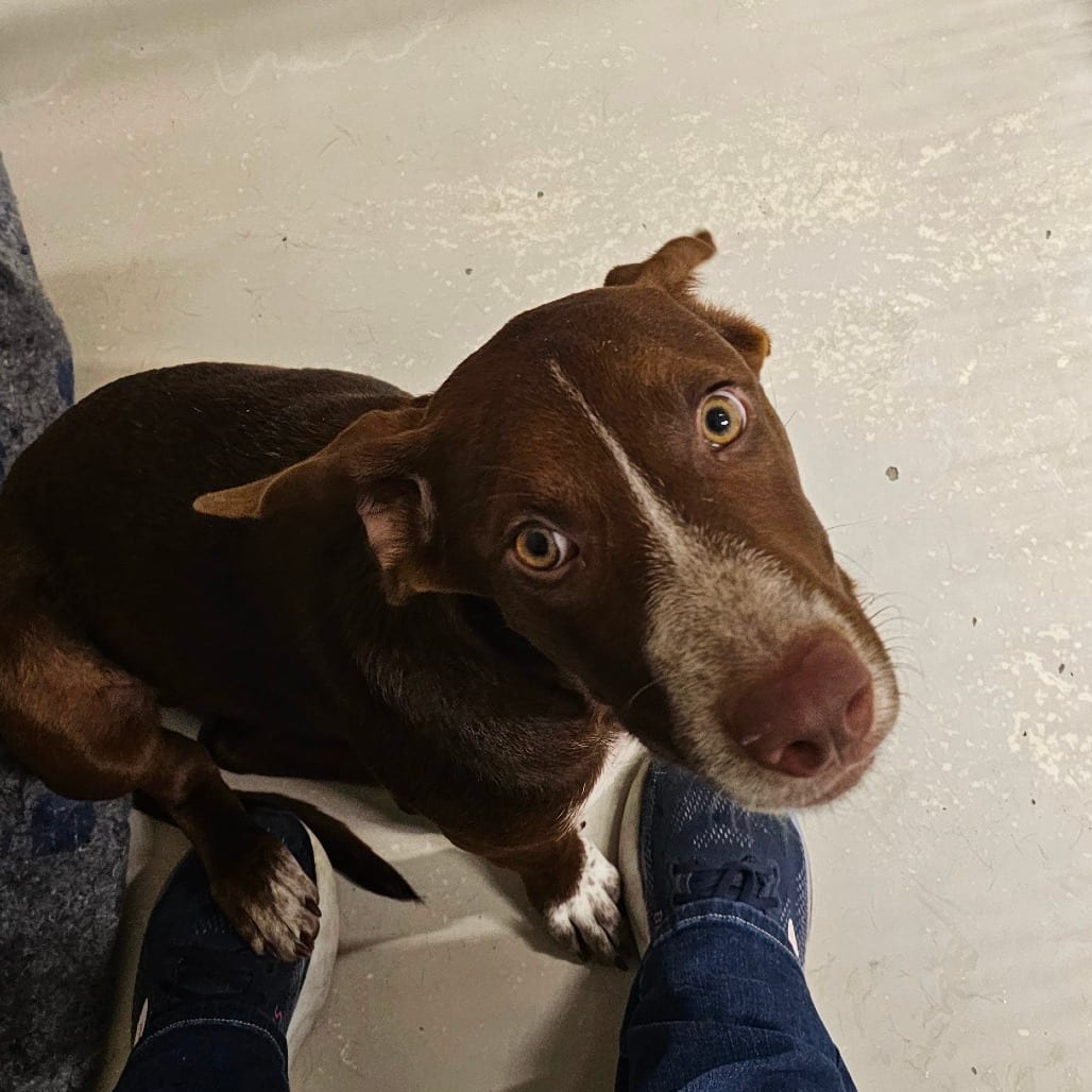 Photo of Charlie Brown, adoptable Mixed Breed (Medium) in Milton, Florida