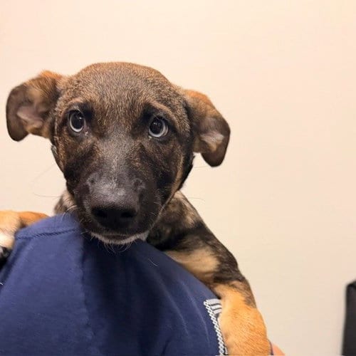 Photo of Delia, adoptable Unknown breed in Rancho Santa Fe, California