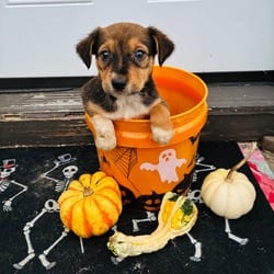 Photo of Willamina, adoptable Shepherd (Unknown Type) Mixed Breed (Medium) in Frederick, Maryland