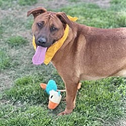 Photo of Luke Combs, adoptable Black Mouth Cur in East Hartford, Connecticut