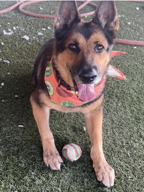 Photo of Abby, adoptable German Shepherd Dog in Miami, Florida
