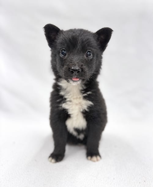 Photo of Fortune: Oracle, adoptable Border Collie in Romoland, California