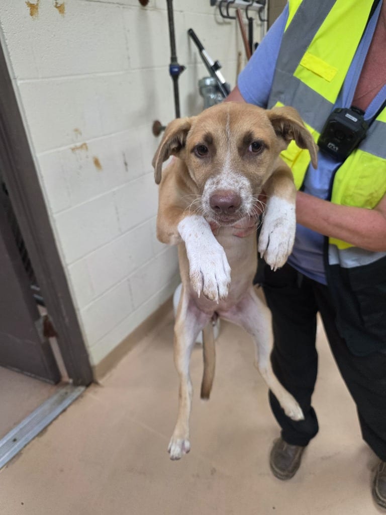 Photo of Jill, adoptable Shepherd in Nacogdoches, Texas