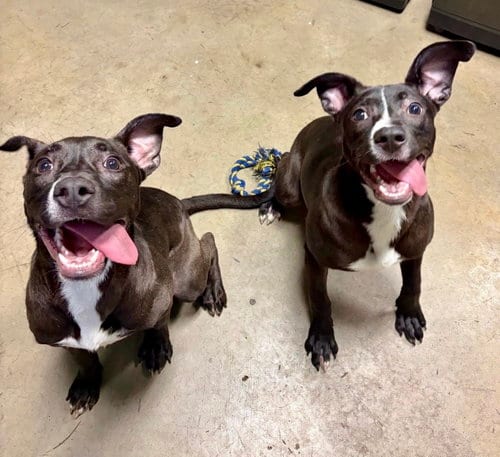 Photo of Gamora and Nebula, adoptable Labrador Retriever in Houston, Texas