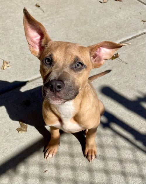 Photo of Josie, adoptable Pit Bull Terrier in Tulsa, Oklahoma