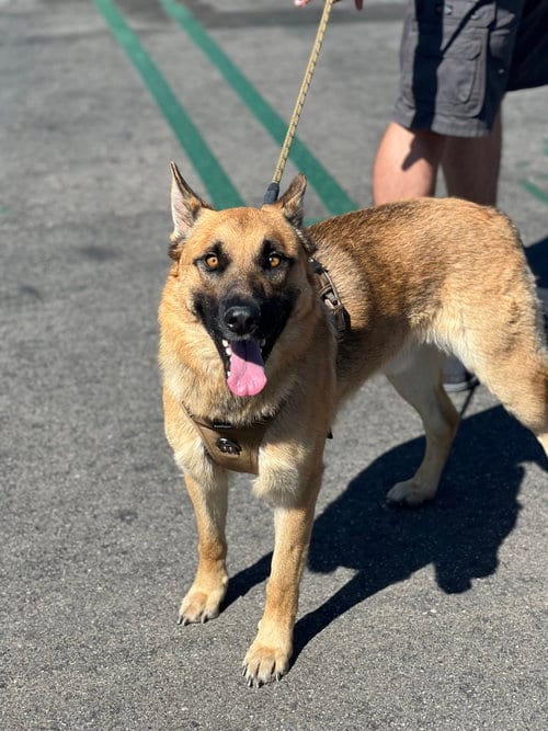 Photo of Titan, adoptable German Shepherd Dog in Dana Point, California
