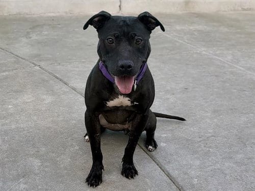 Photo of Eve, adoptable Pit Bull Terrier in Martinez, California