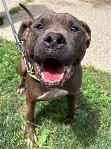 Photo of Duke, adoptable Pit Bull Terrier in Akron, Ohio