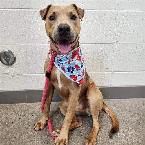 Photo of Archer, adoptable Labrador Retriever in Mesa, Arizona