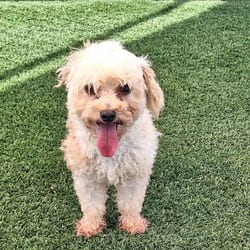 Photo of Elsa 0799, adoptable Poodle (Toy or Tea Cup) in Loxahatchee, Florida