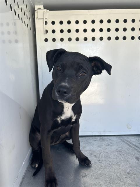Photo of Little Lady, adoptable Pit Bull Terrier in Sacramento, California