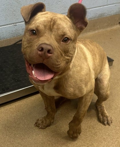 Photo of Blitzen, adoptable dog in Chamblee, Georgia