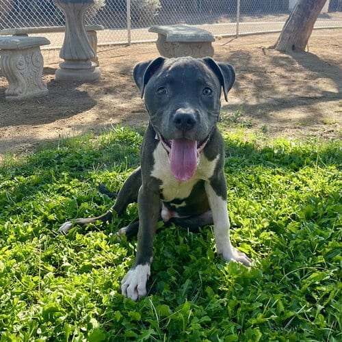 Photo of Ace, adoptable Pit Bull Terrier in Thousand Palms, California