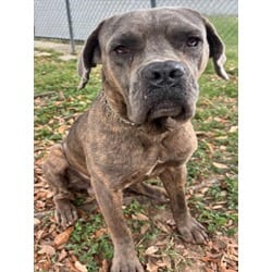 Photo of Maximus, adoptable Neapolitan Mastiff in Texas City, Texas