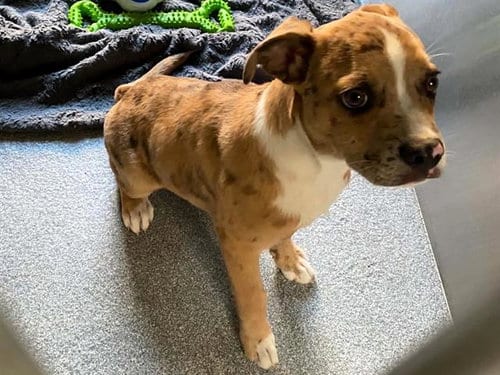 Photo of Tostito, adoptable Catahoula Leopard Dog in Orange, California