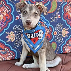 Photo of Rocky, adoptable Husky Mixed Breed (Medium) in Salem, Oregon