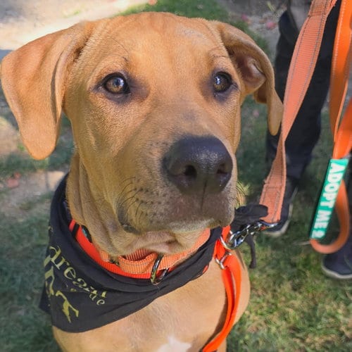Photo of Cooper, adoptable Pit Bull Terrier in Sunnyvale, California