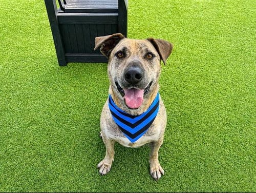 Photo of Paseo, adoptable Pit Bull Terrier in Orange, California
