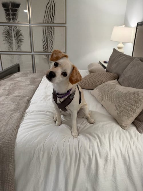 Photo of June, adoptable Chihuahua in Estero, Florida