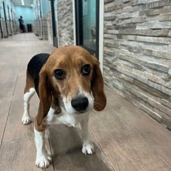 Photo of Strawberry Shortcake 0847, adoptable Beagle in Loxahatchee, Florida
