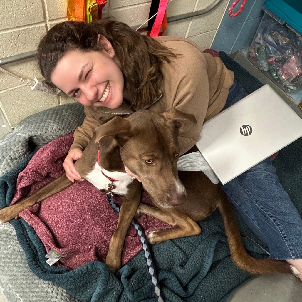 Photo of Charlie, adoptable Mixed Breed (Large) in West Olive, Michigan