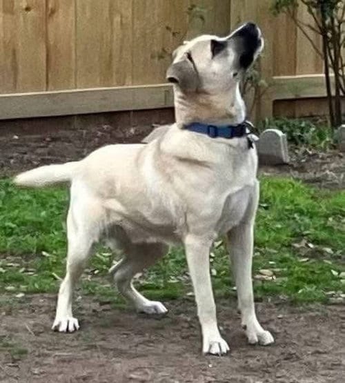 Photo of Blaze, adoptable Black Mouth Cur in Alexander, Arkansas