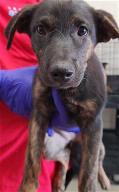 Photo of Flora, adoptable Belgian Shepherd Malinois in San Bernardino, California