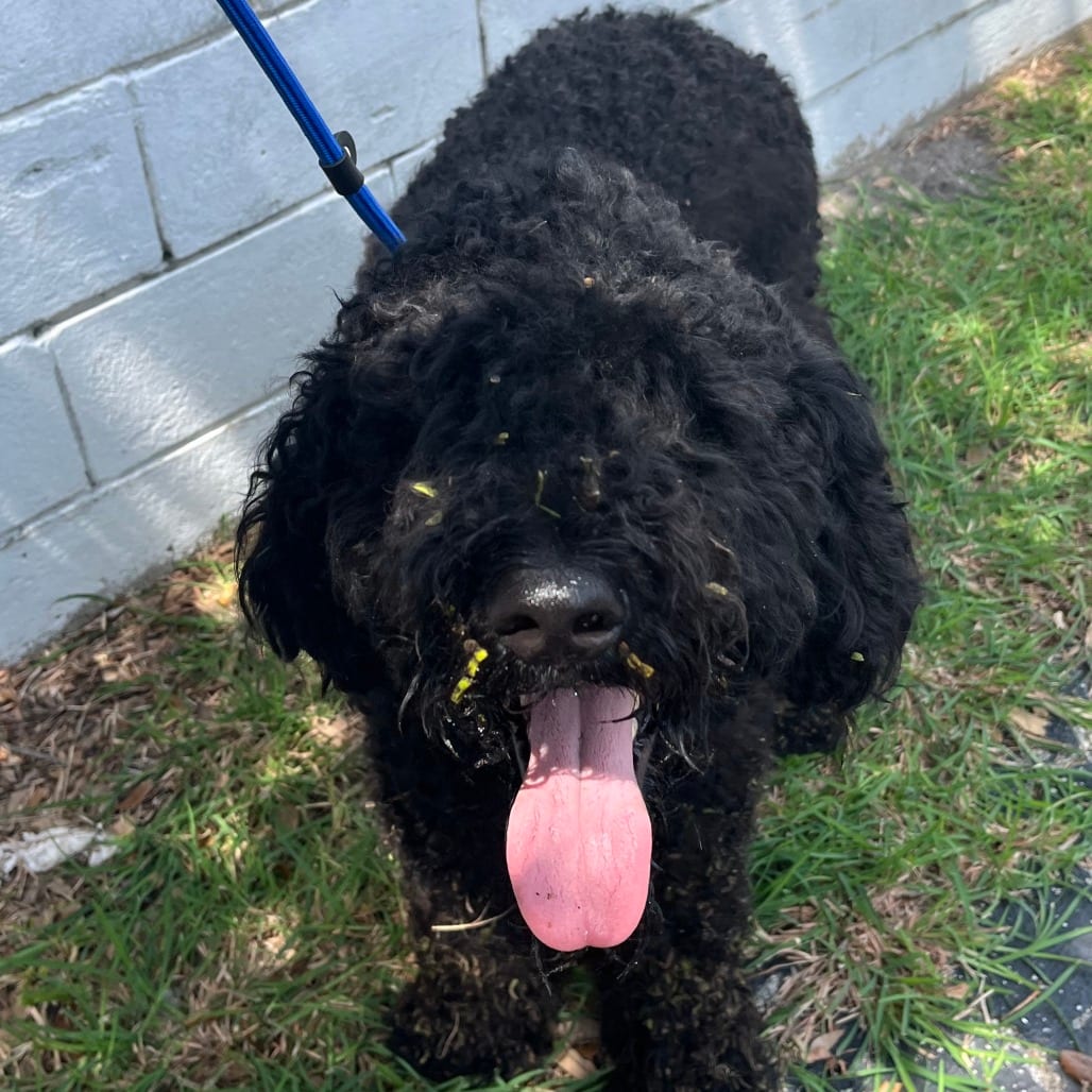 Photo of Scout, adoptable Poodle, Standard in Fort Pierce, Florida