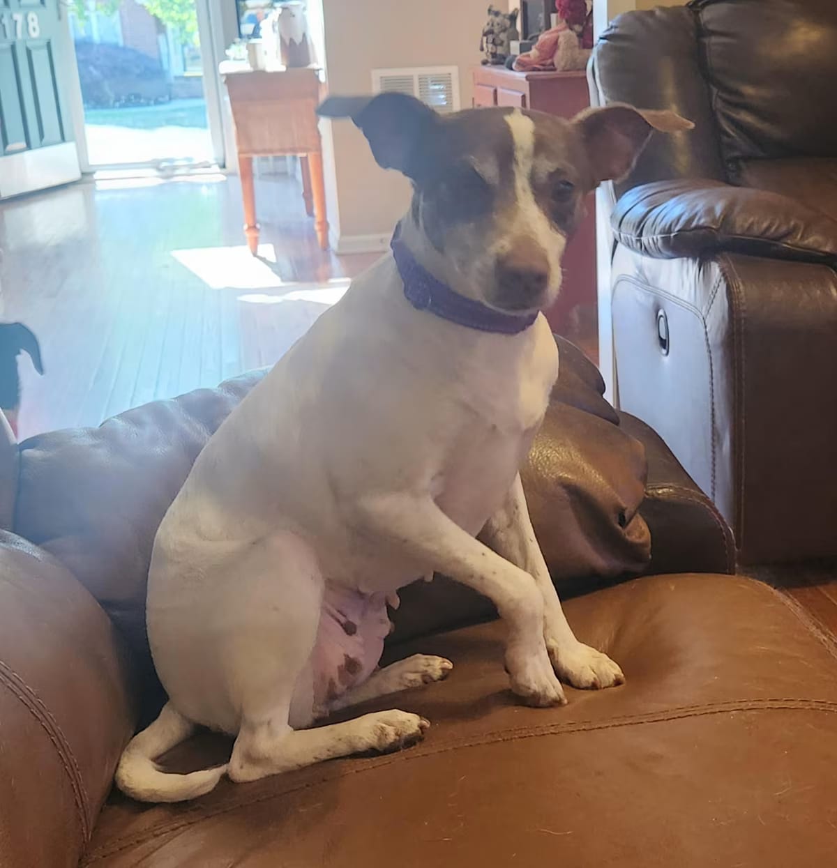 Photo of Chloe Jane, adoptable Jack Russell Terrier/Rat Terrier in Troutman, North Carolina