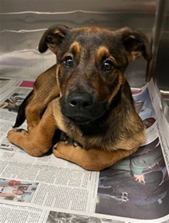 Photo of Apollo, adoptable Rottweiler in Van Nuys, California