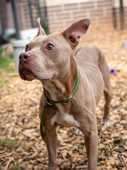 Photo of Mica- IN FOSTER, adoptable dog in Chamblee, Georgia