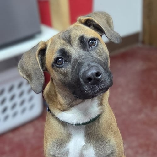 Photo of Montreal, adoptable Terrier in Fargo, North Dakota