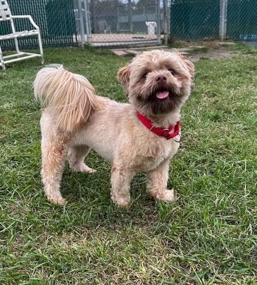 Photo of Chewbacca, adoptable Shih Tzu in South Bend, Indiana