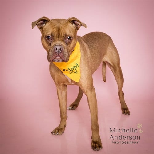 Photo of Eevee, adoptable Boxer in Corona, California