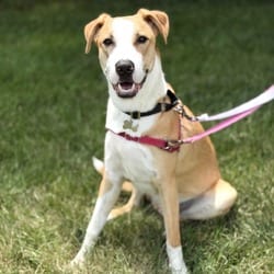 Photo of Arkansas, adoptable Foxhound American Pit Bull Terrier in Frederick, Maryland