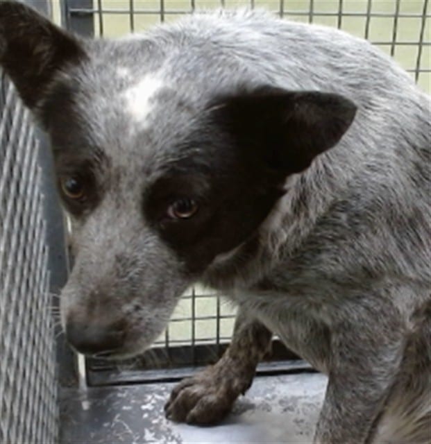Photo of Senior Australian Cattle Dog, adoptable Australian Cattle Dog in Devore, California