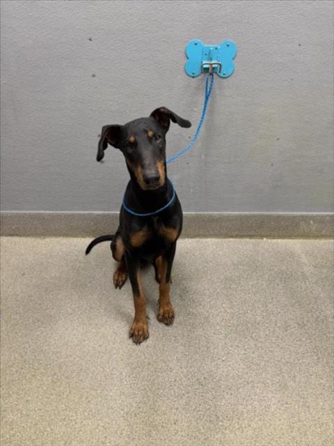 Photo of Anubis, adoptable Doberman Pinscher in Las Vegas, Nevada