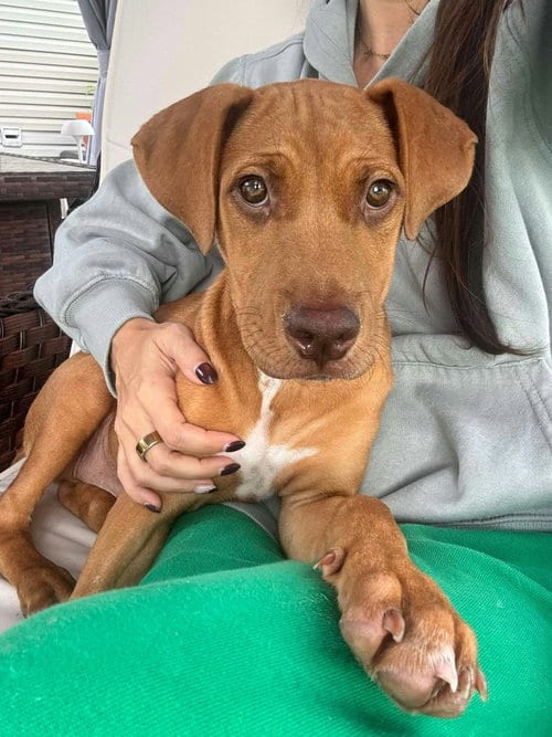 Photo of Eardwolf, adoptable Labrador Retriever in Holbrook, New York