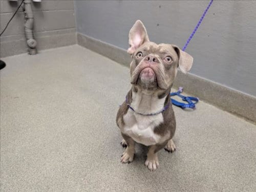 Photo of Jude, adoptable English Bulldog in Las Vegas, Nevada