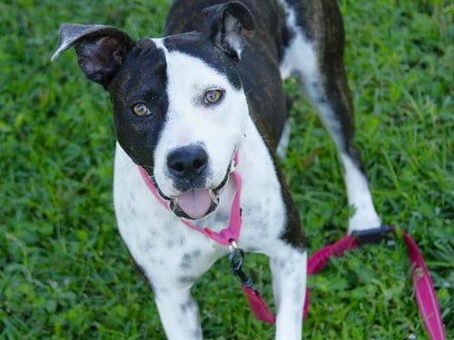 Photo of Penny, adoptable American Staffordshire Terrier in Tallahassee, Florida