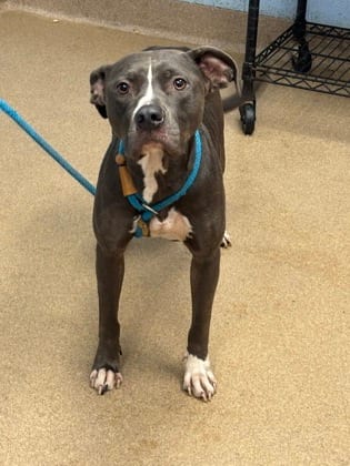Photo of Arugula, adoptable dog in Chamblee, Georgia