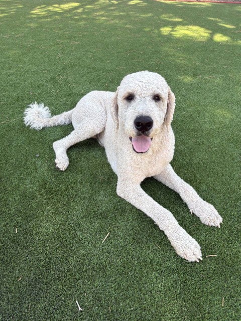 Photo of Ringo, adoptable Saint Bernard in Castaic, California