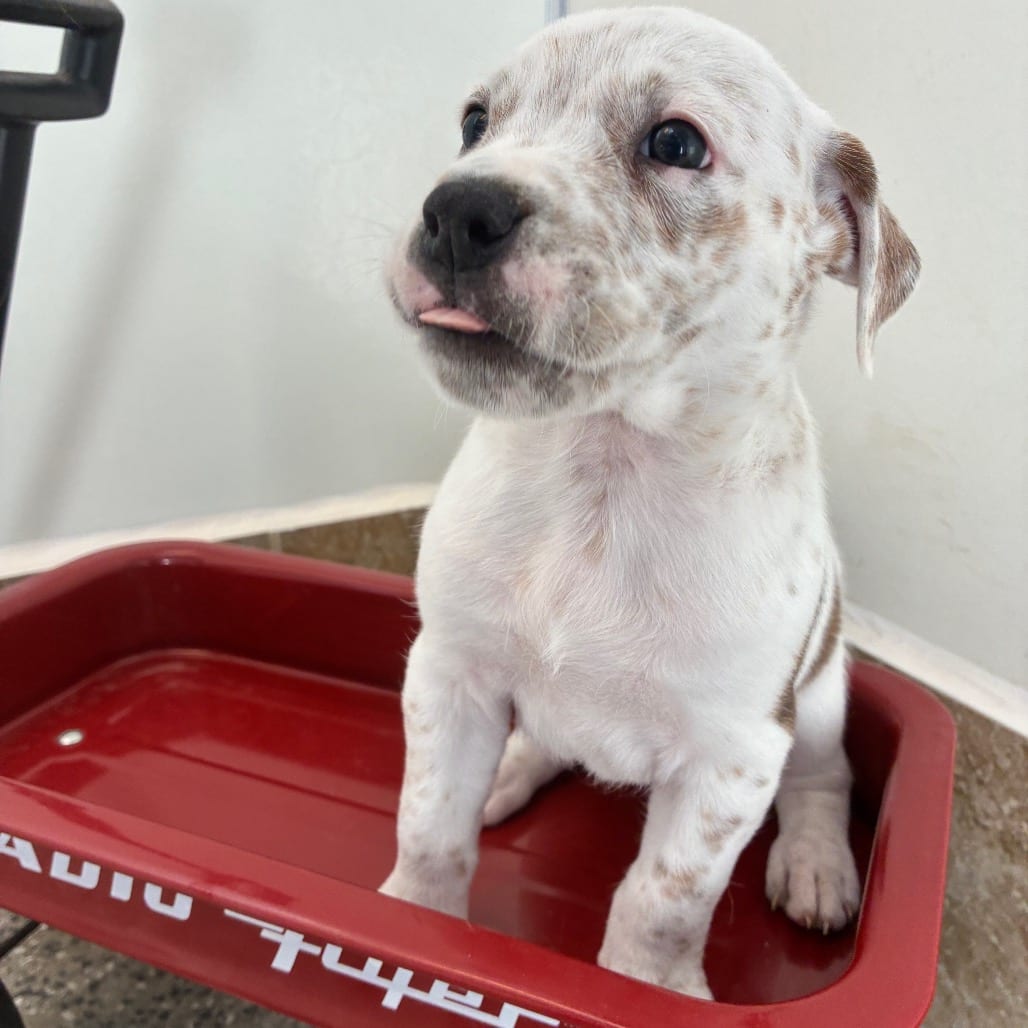 Photo of Po, adoptable Terrier, American Pit Bull / Mix in Kanab, Utah
